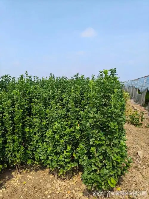 黄杨绿篱苗