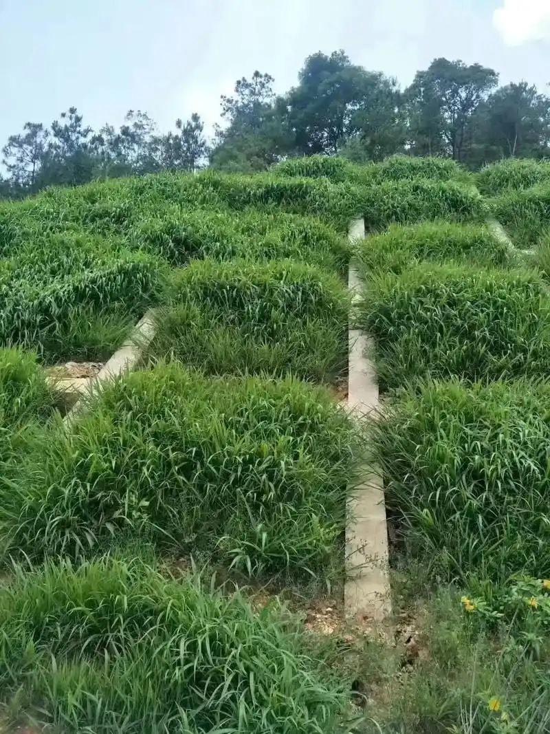 高羊茅草种