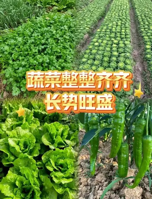 缓释有机肥