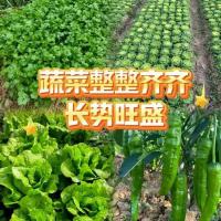 缓释有机肥