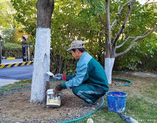 树干涂白剂