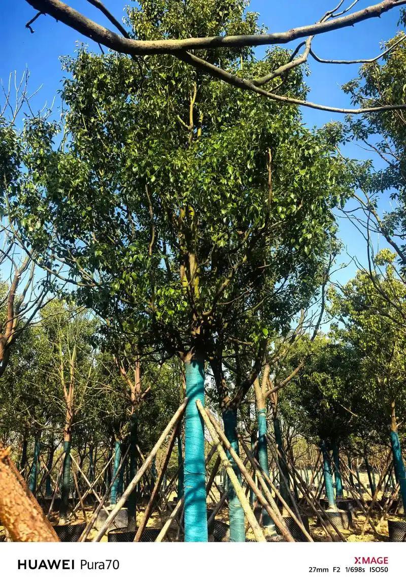 香樟容器苗